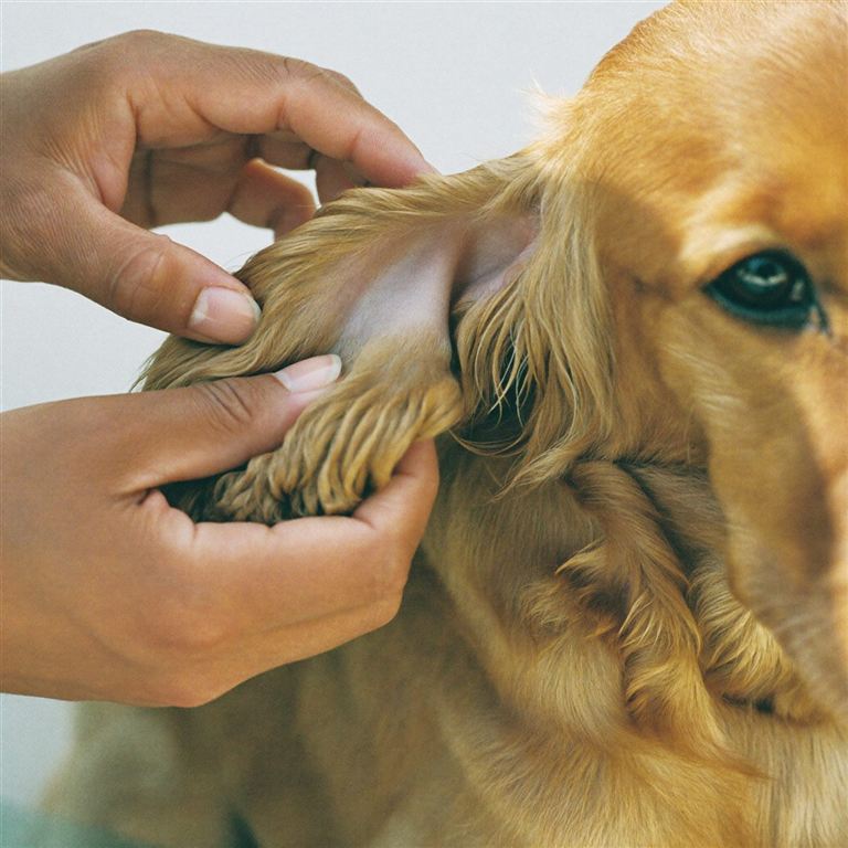 A hand gently folding back a spaniel's ear flap to check inside