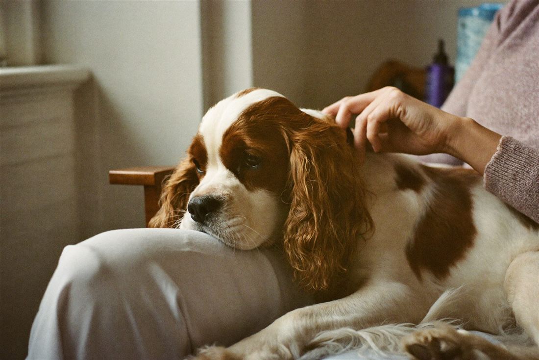 A relaxed spaniel resting its head on its owner's lap while she strokes behind its ear